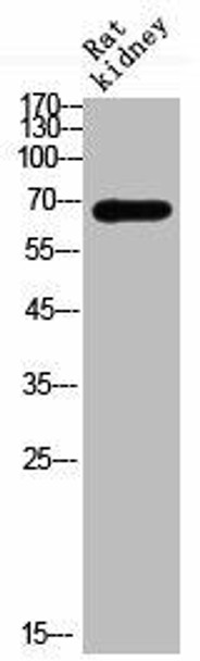 Acetyl-HSPA1A K246 Antibody PACO06085