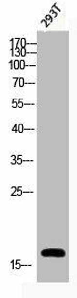 Phospho-Histone H3 S28 Antibody PACO06129