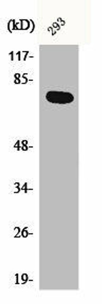 ACTN1/ACTN2/ACTN3/ACTN4 Antibody PACO06230