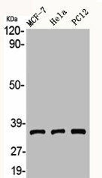 ADORA3 Antibody PACO06237