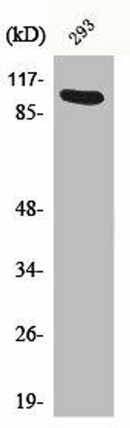 AHR/AHRR Antibody PACO06238