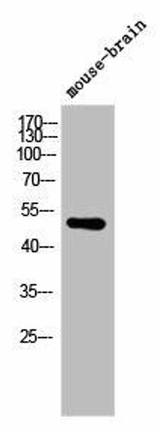 ARMCX1 Antibody PACO06262