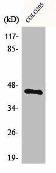 BMP8A Antibody PACO06293