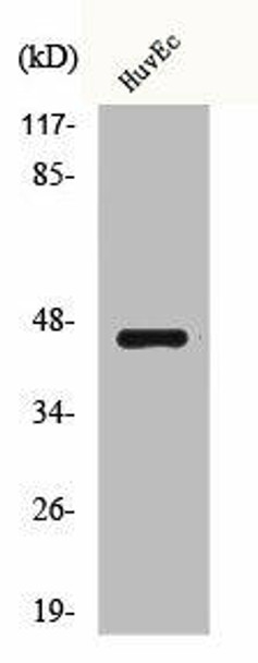 BRS3 Antibody PACO06300