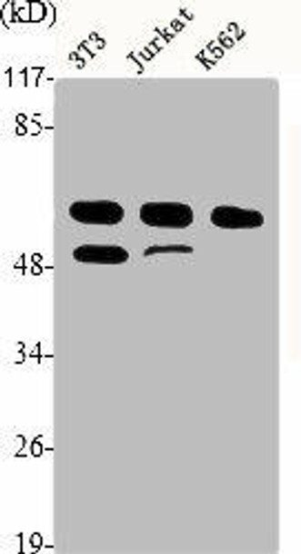CCNA1/CCNA2 Antibody PACO06389