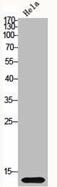 Histone H2B Antibody PACO06552