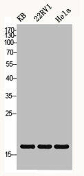 Histone H3 Antibody PACO06553