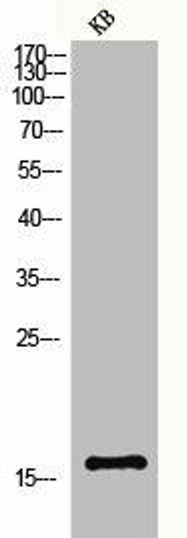 Histone H3 Antibody PACO06553