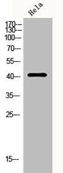 SERPINA5 Antibody PACO06735