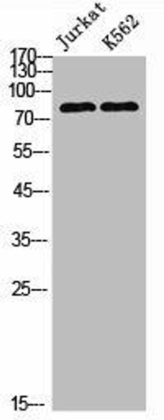 POLR3E Antibody PACO06772