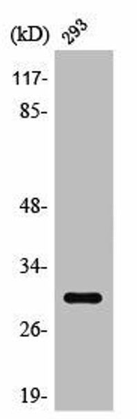 RAB34 Antibody PACO06785