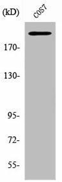 ZNF106 Antibody PACO06860