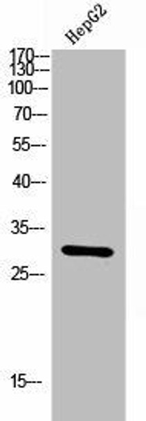CEACAM3/CEACAM6 Antibody PACO06892