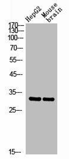 CEACAM3/CEACAM6 Antibody PACO06892