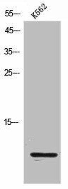 CCL4L1 Antibody PACO06925