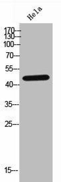 GDF7 Antibody PACO06927