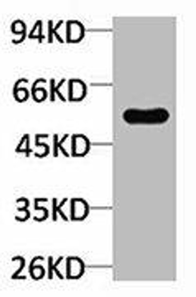 TRIM72 Antibody PACO06998