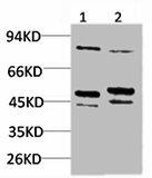 BEST2 Antibody PACO07013