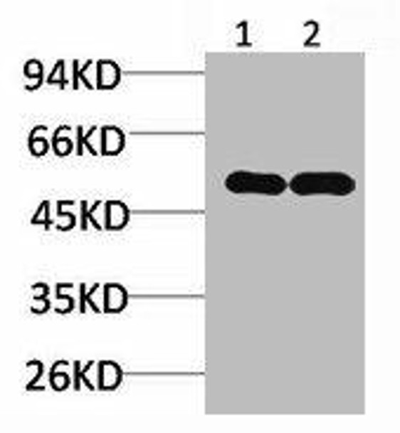 NMBR Antibody PACO07016