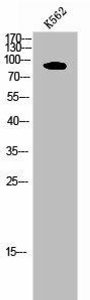 PDE4B/PDE4C/PDE4D Antibody PACO07067