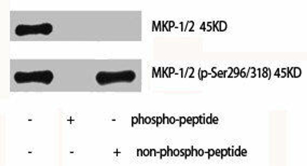 DUSP1/DUSP4 Antibody PACO07149