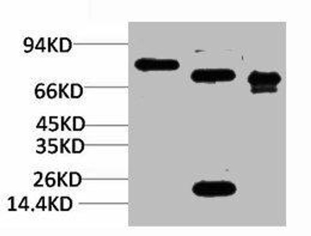 KCNN2 Antibody PACO07185