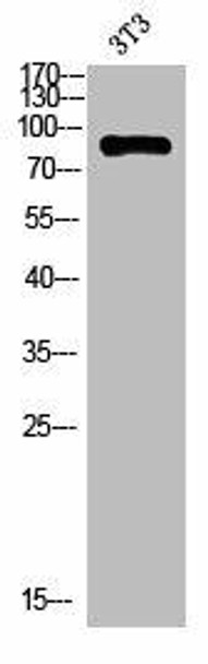 ANKRD20A1 Antibody PACO07208