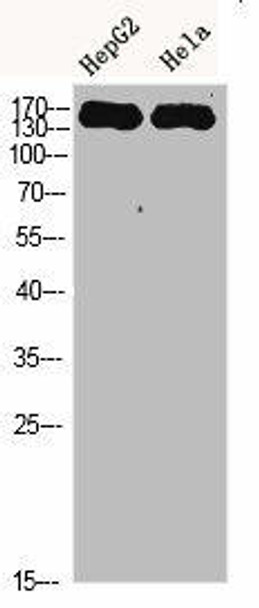 CYFIP2 Antibody PACO07269