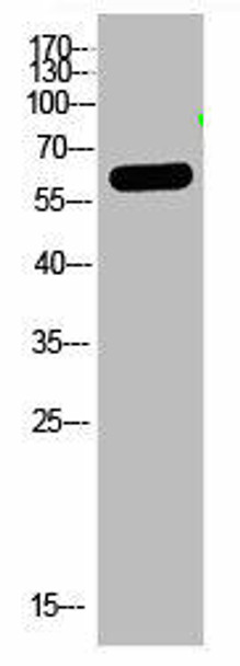 OASL Antibody PACO07450