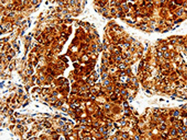 COX19 Antibody PACO13917