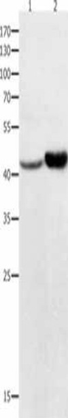 NFKBID Antibody PACO13938