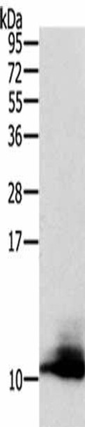 CCL13 Antibody PACO14206