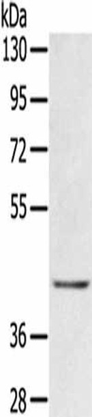 EGR3 Antibody PACO14371