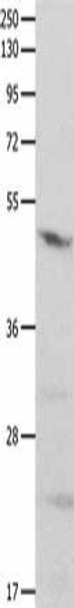 GNAS Antibody PACO14434