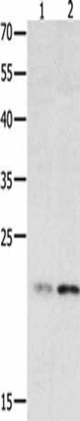 HMGB4 Antibody PACO14516