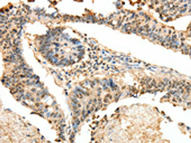 LRP12 Antibody PACO14654