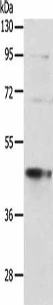 SPATA2L Antibody PACO15060