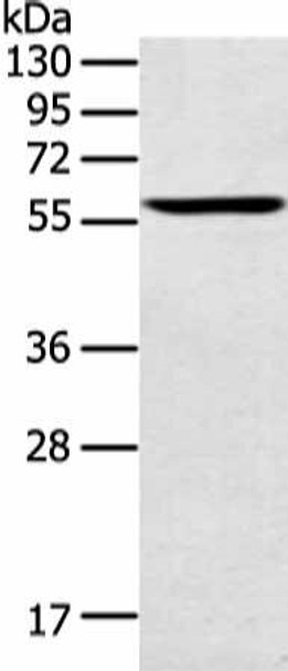 SPATA6 Antibody PACO15161