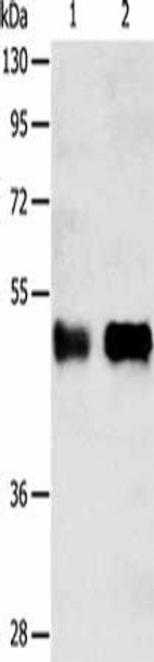 SERPINA5 Antibody PACO15197