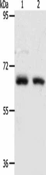 ACOT11 Antibody PACO15261