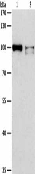 ADAMTSL2 Antibody PACO15315