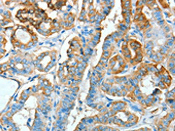 AGR3 Antibody PACO15351