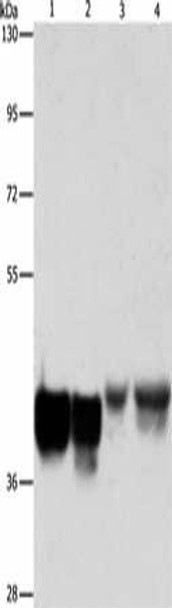 AUP1 Antibody PACO15435