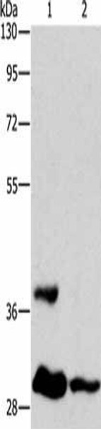 ANKRD54 Antibody PACO15447