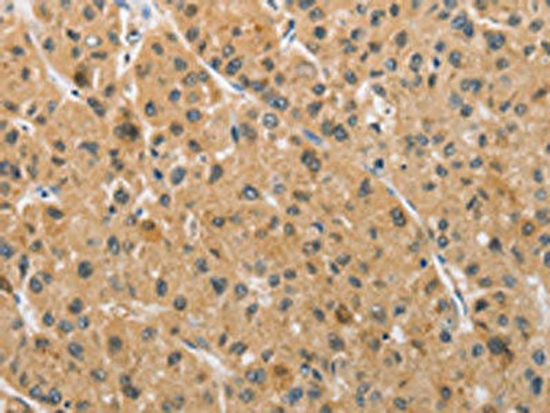 ARMCX1 Antibody PACO15529