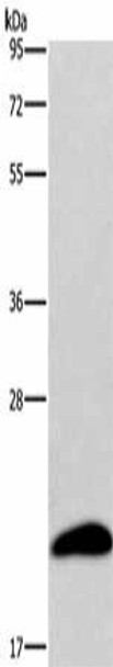 AURKAIP1 Antibody PACO15813