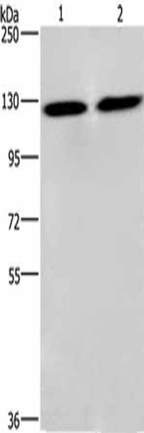 CEP97 Antibody PACO16016
