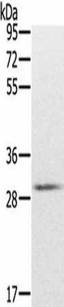 CXXC5 Antibody PACO16092