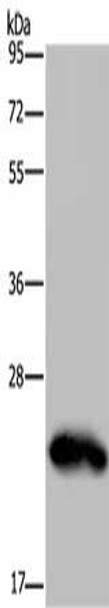 GH2 Antibody PACO16411
