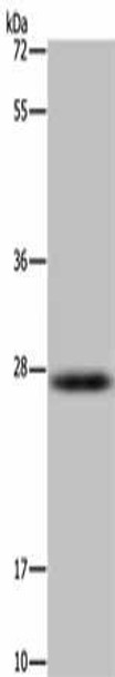 HSD17B14 Antibody PACO16493